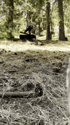 Off Season Proof Day 1 - Myrie riding a pipe box through the pine needles, no snow
